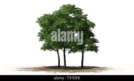 a group of orange trees - separated on white background Stock Photo