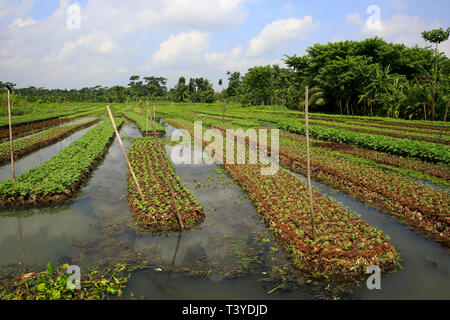 Floating farms in the coastal districts of Pirojpur have been recognized as Globally important agricultural heritage Systems by the UN Food and Agricu Stock Photo