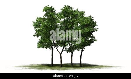 a group of orange trees - separated on white background Stock Photo