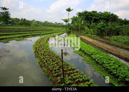 Floating farms in the coastal districts of Pirojpur have been recognized as Globally important agricultural heritage Systems by the UN Food and Agricu Stock Photo