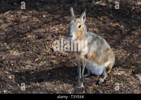 Patagonian mara / cavy / hare / dillaby (Dolichotis patagonum) Stock Photo