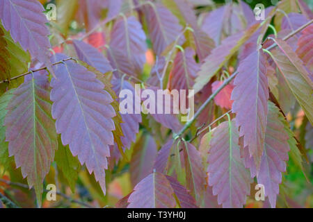 England, County Durham, East Durham College Arboretum. Autumn / fall colours of the Zelkova Serrata - keyaki or Japanese zelkova (Ulmaceae) tree. Stock Photo