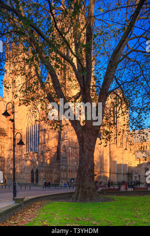 England, North Yorkshire, York City.  Grand tree with the equally grand York Minster Cathedral in the distance. Stock Photo