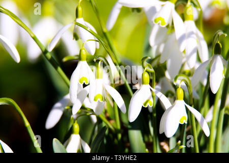 White blooming snowdrops (Galanthus nivalis) announce spring Stock Photo