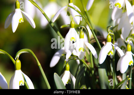 White blooming snowdrops (Galanthus nivalis) announce spring Stock Photo