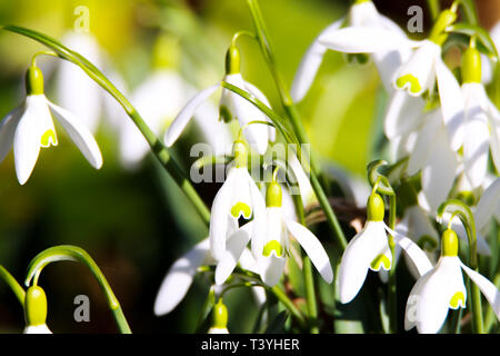White blooming snowdrops (Galanthus nivalis) announce spring Stock Photo