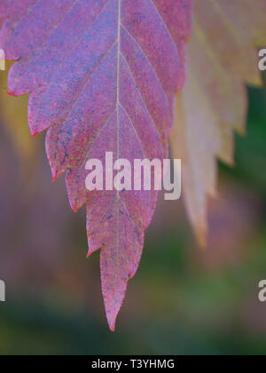 England, County Durham, East Durham College Arboretum. Autumn / fall colours of the Zelkova Serrata - keyaki or Japanese zelkova (Ulmaceae) tree. Stock Photo