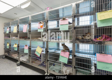 cat cages for animal shelters