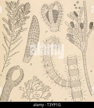 Archive image from page 518 of Die Natürlichen Pflanzenfamilien nebst ihren Stock Photo