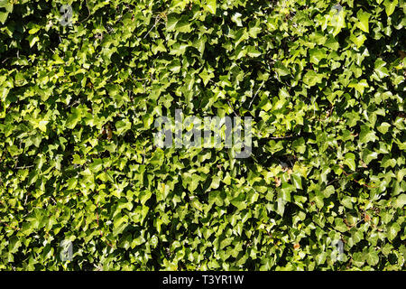 Green ivy wall background Stock Photo
