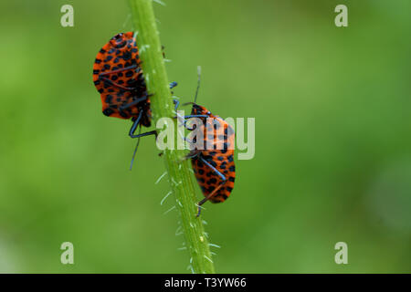 Little Red Bugs In field on a leaf Stock Photo