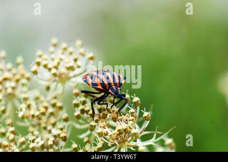 Little Red Bugs In field on a leaf Stock Photo