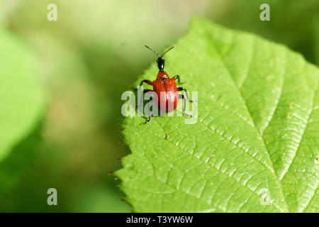 Little Red Bugs In field on a leaf Stock Photo