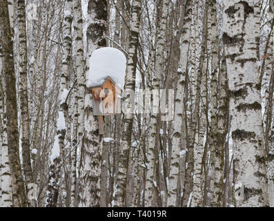 Wooden nesting box on birch tree trunk in winter snowy day Stock Photo