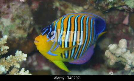 regal angelfish (Pygoplites diacanthus) or royal angelfish swimming in front of the beautiful panorama reef in the Red Sea in Egypt Stock Photo