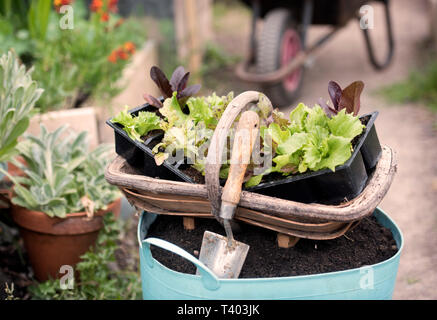 A trugg with salad plants to plant out at a Community Garden in Bristol UK Stock Photo