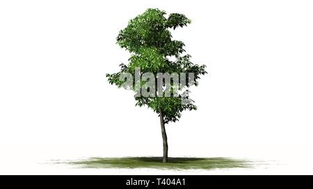 orange tree - separated on white background Stock Photo