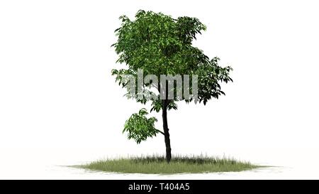 orange tree - separated on white background Stock Photo