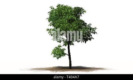 orange tree - separated on white background Stock Photo