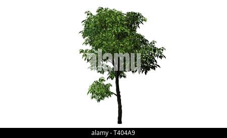 orange tree - separated on white background Stock Photo