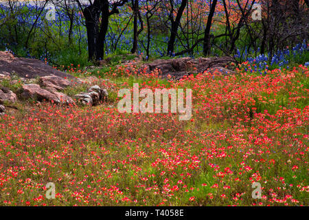 Paintbrush Flowers Cover a Hillside by Inks Lake State Park in Texas Stock Photo