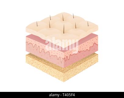 The Layer of the human skin for medical diagram. Stock Vector