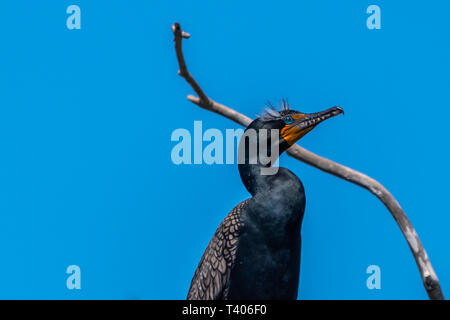 Breeding adult double-crested Cormorant (Phalacrocorax auritus) perched in a dead tree in Baja California, Mexico. Stock Photo