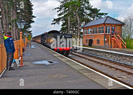 Man & dog watch as Engine No. 7820 - Dinmore Manor,(built 1950), steams into Broadway station for the journey to Cheltenham. Signal box across tracks. Stock Photo