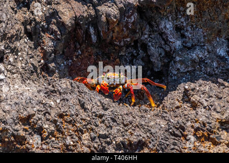 Sally lightfoot crab (Grapsus grapsus) on the rocky coast of the Gulf of California,  Baja California, Mexico. Stock Photo
