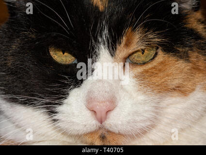 Closeup of a calico cat's face, staring at the viewer menacingly Stock Photo