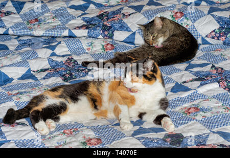 Two old cats on a bed, a brown tabby and a calico, grooming themselves Stock Photo