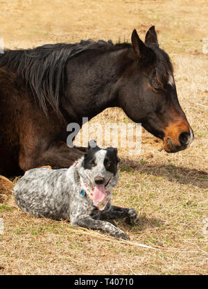 Black and white spotted dog lying down next to her sleeping Arabian horse friend in sunny winter pasture Stock Photo