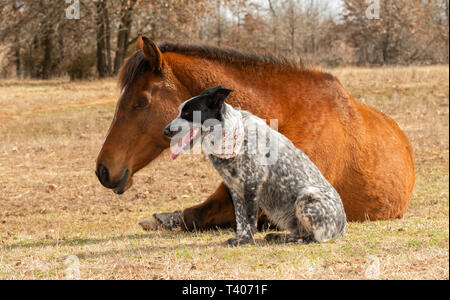 Blue Heeler cross dog sitting next to her sleeping Arabian horse friend in a sunny winter pasture Stock Photo