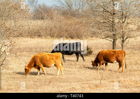 Cattle grazing on a sunny hillside in late winter Stock Photo