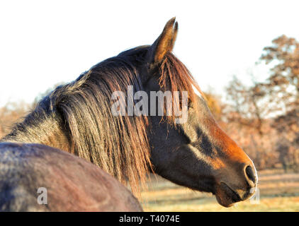 Profile of a dark bay Arabian horse looking to the right, lit by early morning sun Stock Photo