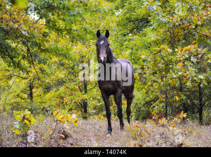 Dark bay Arabian horse looking at the viewer, standing in the middle of autumn trees Stock Photo
