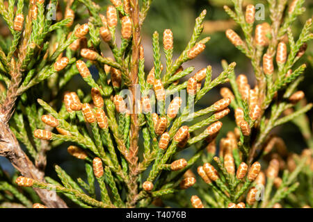 Closeup of Easter Red Cedar male cones, about to release pollen in winter Stock Photo