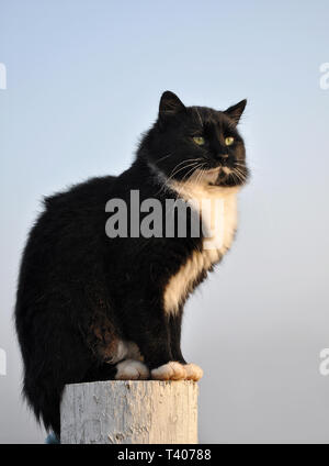 Handsome tuxedo cat sitting on top of a white fence post with a foggy morning background Stock Photo