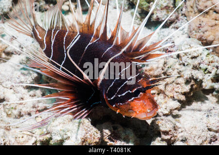 Clearfin lionfish [Pterois radiata].  Egypt, Red Sea. Stock Photo