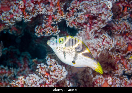 Mimic filefish [Paraluteres prionurus].  Komodo National Park, Indonesia. Stock Photo