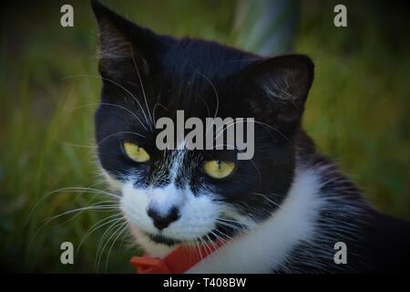 black and white kitten Stock Photo