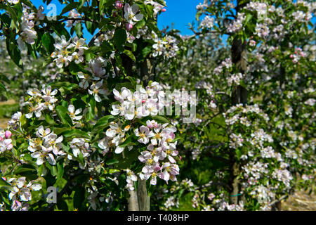 Blossoming apple trees in half-standard tree cultivation, canton of Thurgau, Switzerland Stock Photo