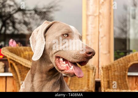 Weimaraner on wooden terrace of ecological house. Hunting dog at the house. Stock Photo