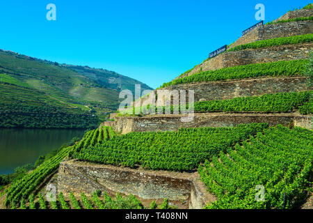 In The Vineyard Hell Valley, Vale Do Inferno, Above The Douro River ...