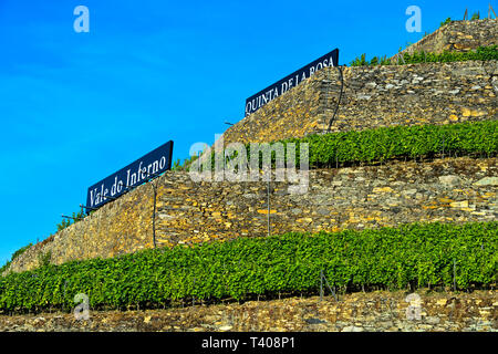 Terraced vineyard on dry stone walls on a steep slope, vineyard Hell Valley, Vale do Inferno, Quinta de la Rosa Winery, Pinhao, Douro Valley, Portugal Stock Photo