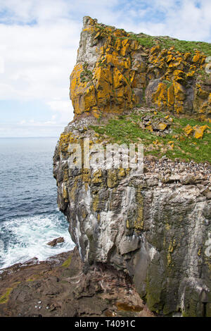 Nesting colony of Common guillemot Uria aalge and Atlantic puffin Fratercula arctica Lunga Island Inner Hebrides Argyll and Bute Scotland UK 2014 Stock Photo