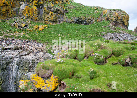 Nesting colony of Common guillemot Uria aalge and Atlantic puffin Fratercula arctica Lunga Island Inner Hebrides Argyll and Bute Scotland UK 2014 Stock Photo