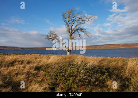 Lochindorb and castle with English oak Quercus robur in the foreground near Grantown-on-Spey Highland Region Scotland UK November 2014 Stock Photo