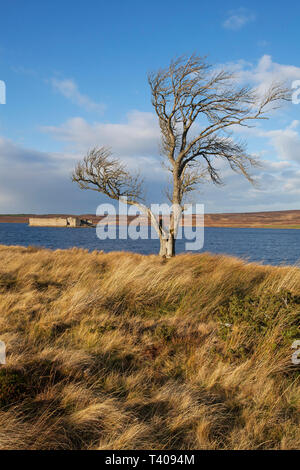 Lochindorb and castle with English oak Quercus robur in the foreground near Grantown-on-Spey Highland Region Scotland UK November 2014 Stock Photo