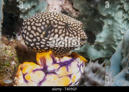 Map Puffer [Arothron mappa].  North Sulawesi, Indonesia.  Indo-West Pacific. Stock Photo